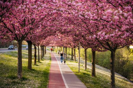 Japonske češnje nas spet razveseljujejo